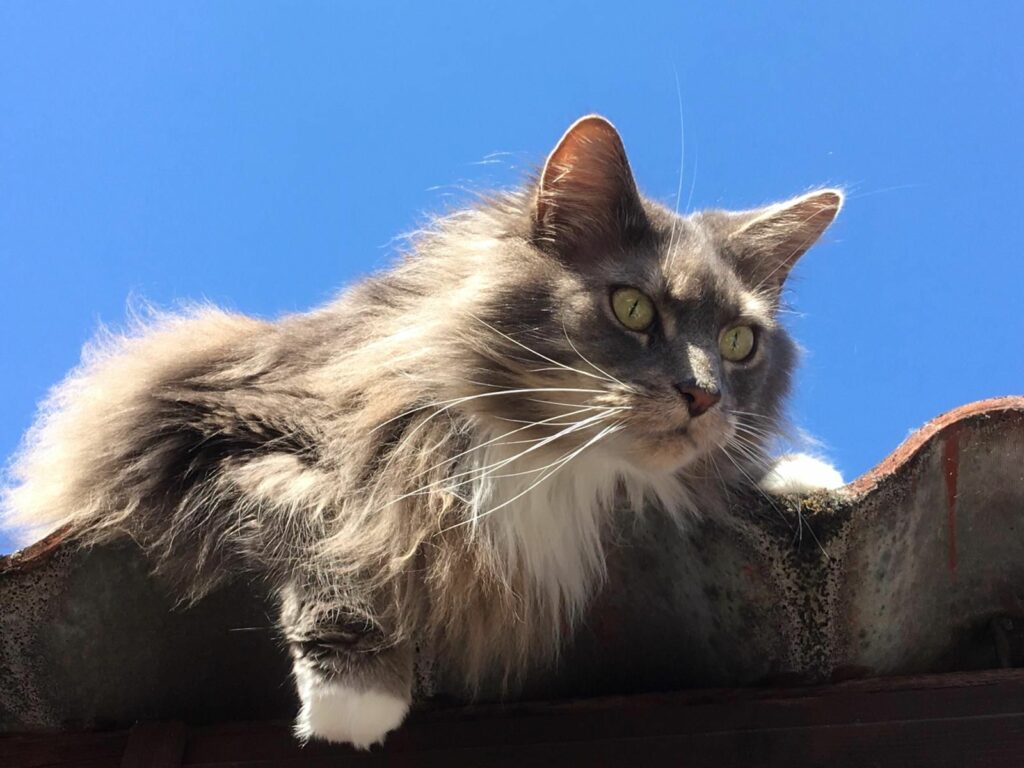 Maincoon Katze auf dem Dach
